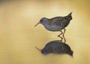 MARK ELLIS - Water Rail in golden light